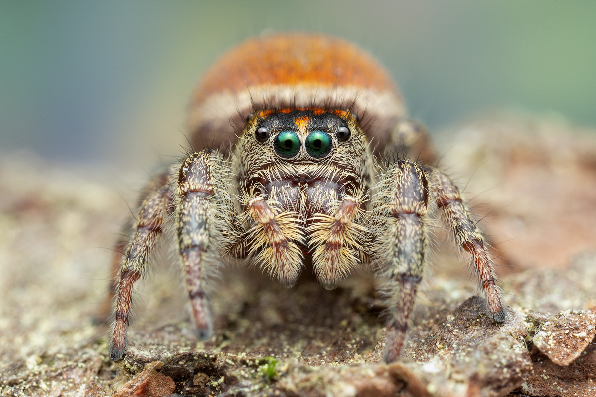 adult female