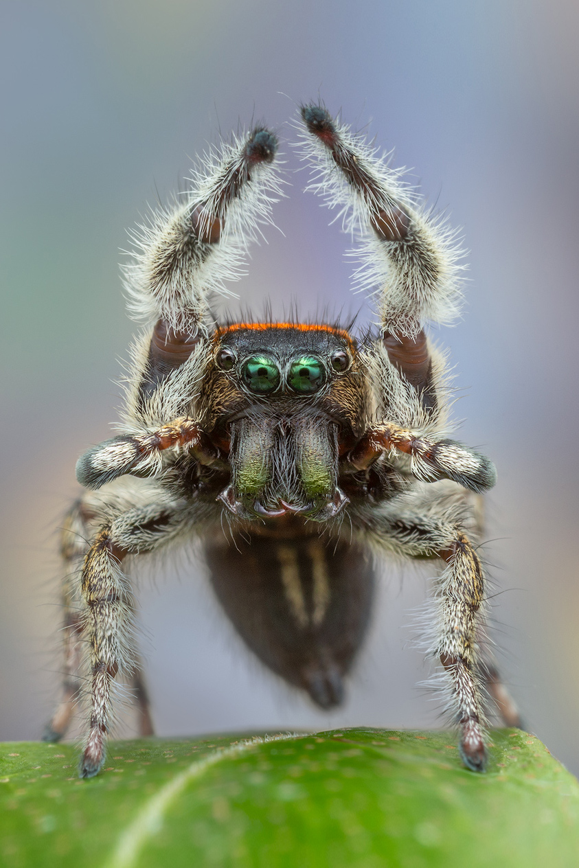 adult male courtship display