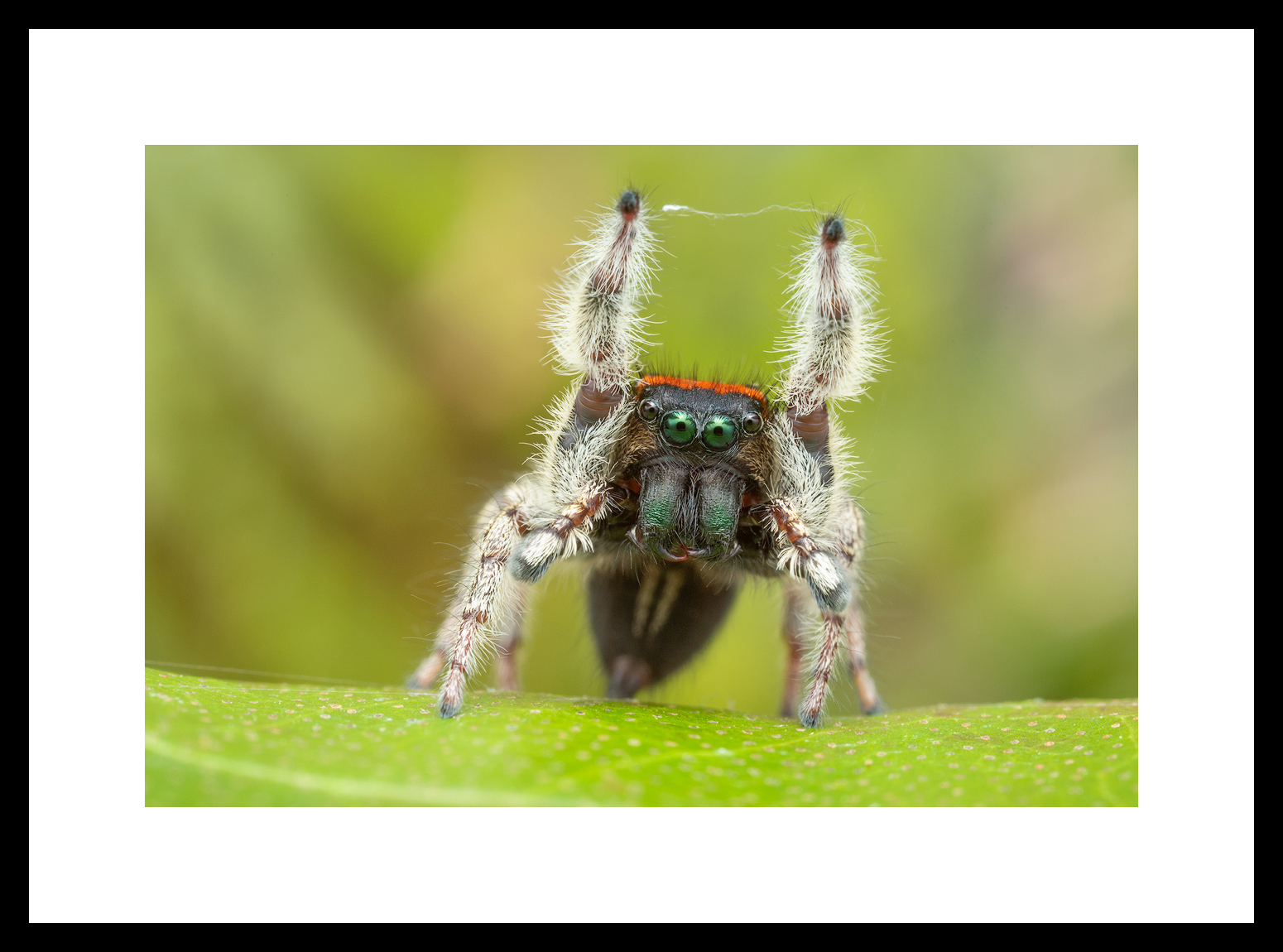 MATTED AND FRAMED PRINT - BLACK FRAME print preview