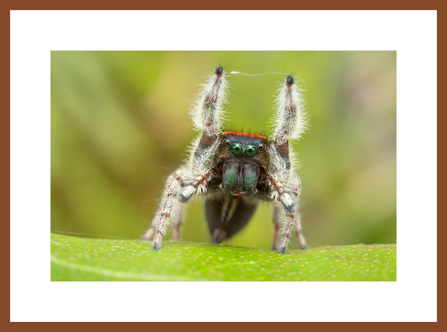 MATTED AND FRAMED PRINT - CHERRY FRAME print preview