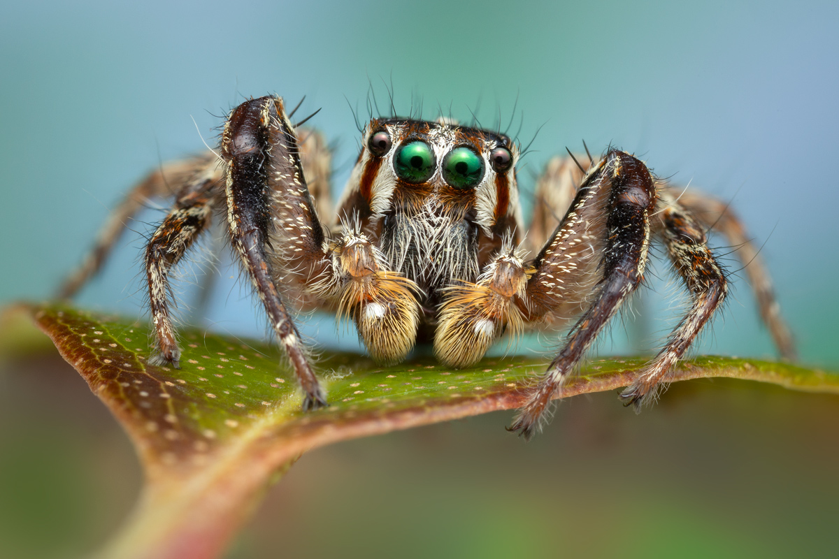 Adult male. An invasive species here in North America. The pantropical jumping spider is native to south east Asia.