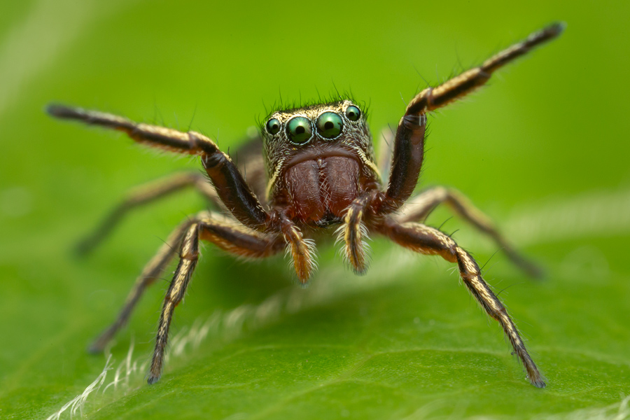 jumping spider, salticidae, Patrick Zephyr, Massachusetts,Tutalina similis