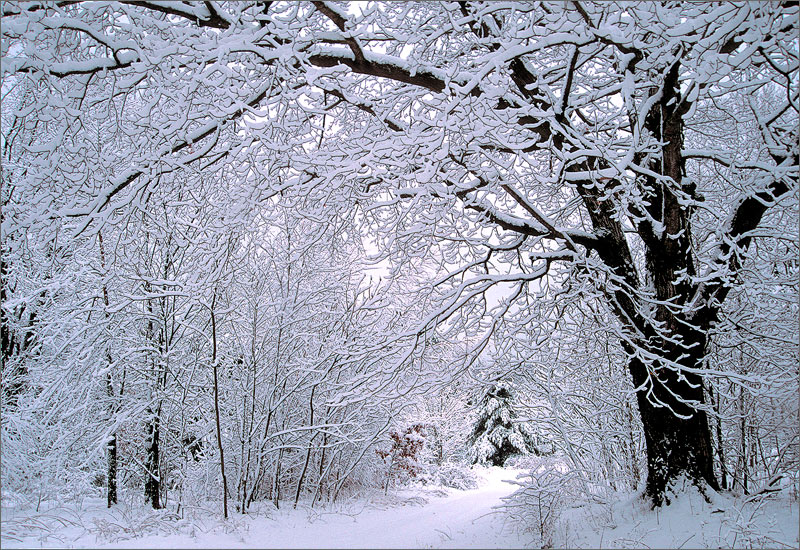 Winter, snow, leverett, Massachusetts