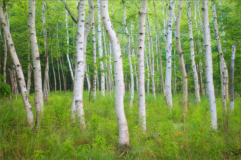 Birch trees, Acadia national park, Maine, summer