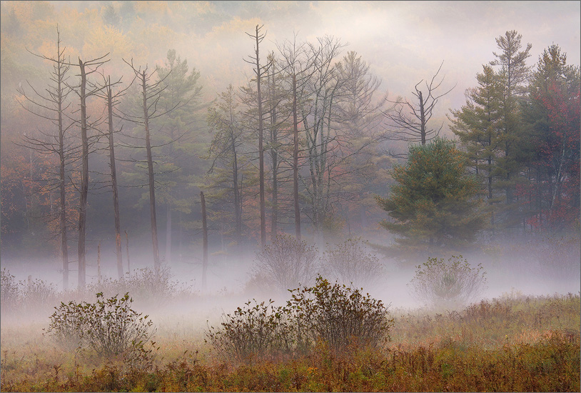 fog, autumn, trees, massachusetts