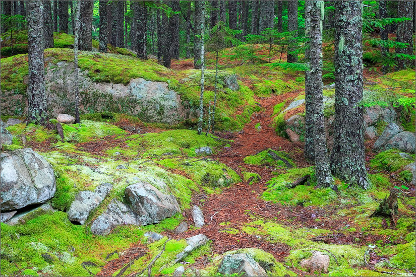 Acadia national park, forest, maine