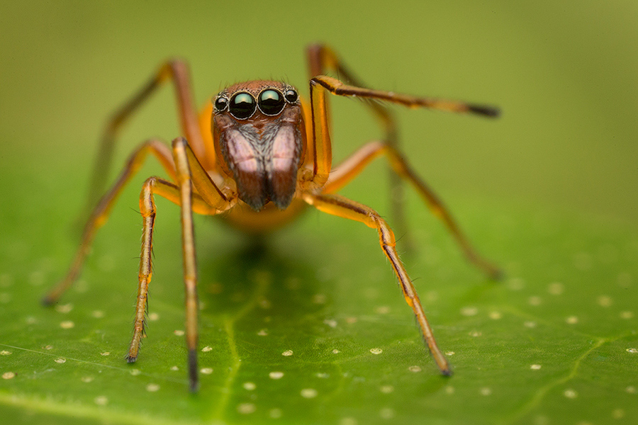 jumping spider, ant mimic, salticidae