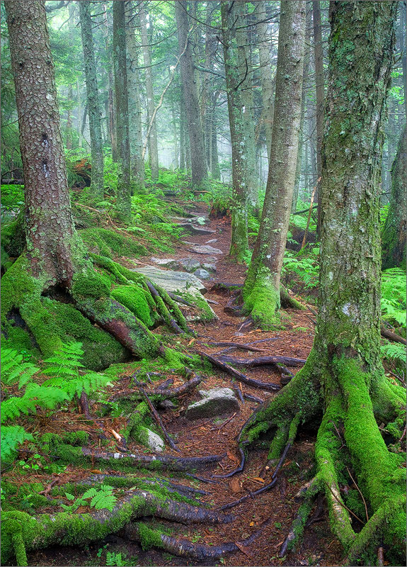 Appalachian trail, moss, trail, vermont
