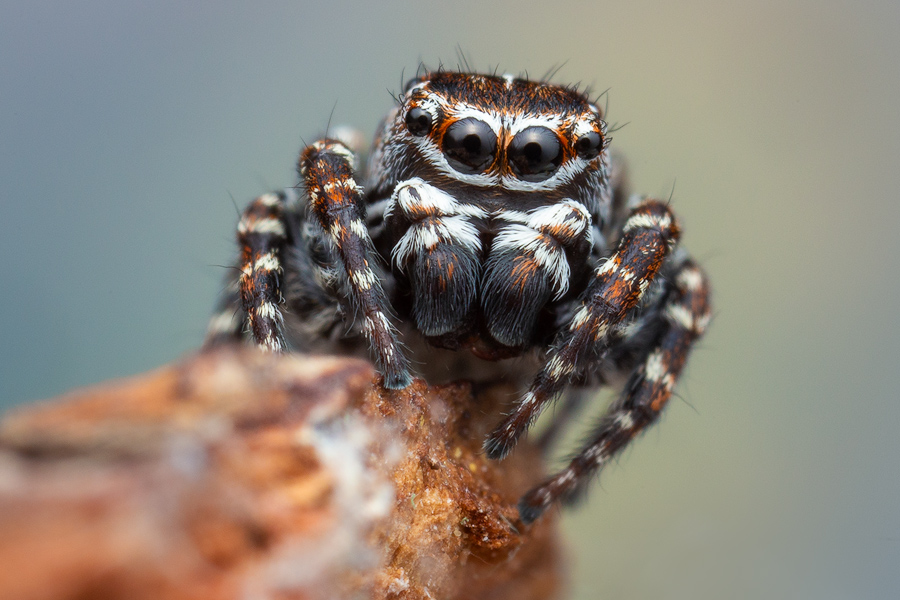 jumping spider, salticidae, Patrick Zephyr, Massachusetts,Attulus floricola