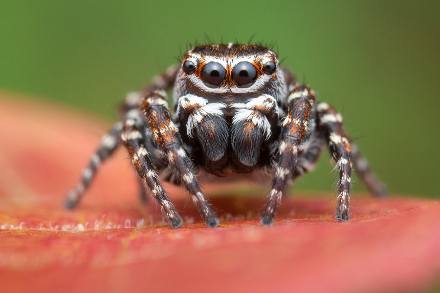 jumping spider, salticidae, Patrick Zephyr, Massachusetts,Attulus floricola