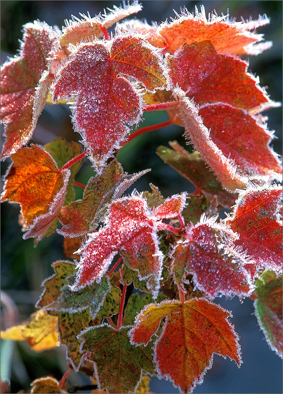 Frost, autumn, leaves, red
