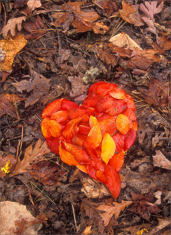 Heart, leaves, red, autumn,