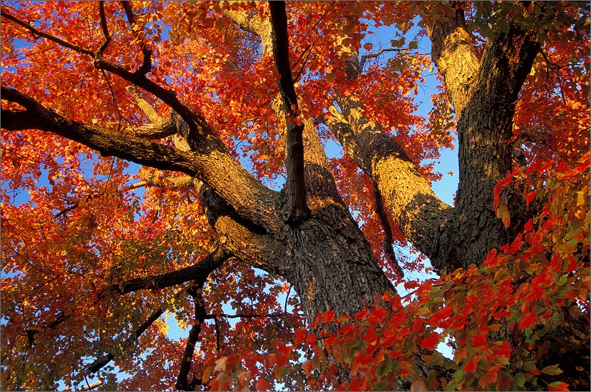 A beautiful tree in my town that always catches my eye in autumn.  Fuji velvia 50