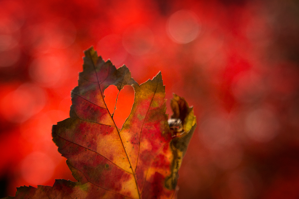 I spent a few days last autumn lost in the leaves in search of hearts. They seem to be very common in maple leaves. :-)