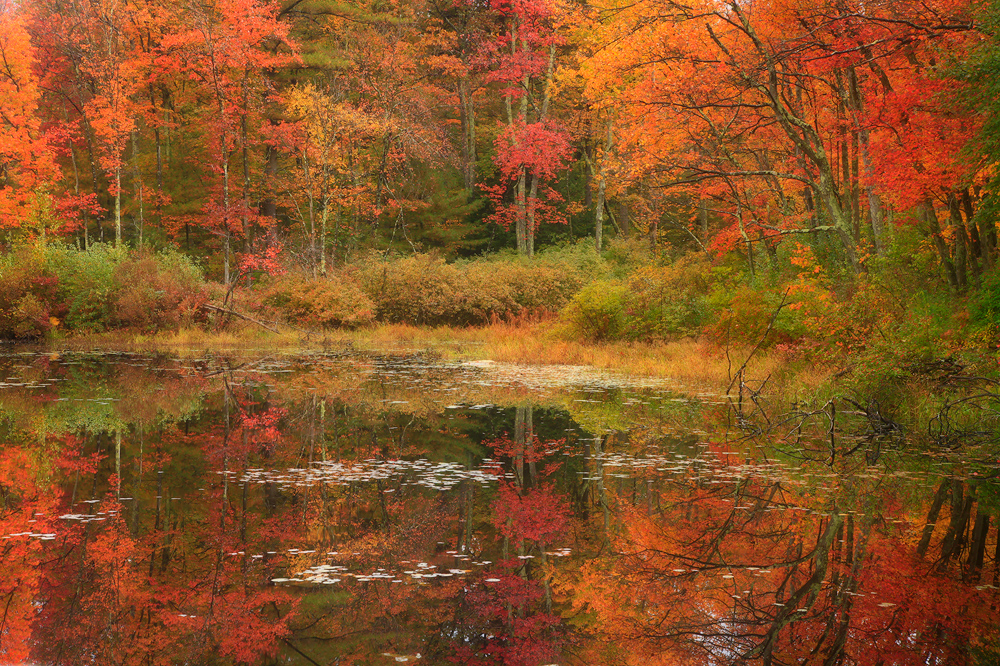 A pond close to home that I have visited often.