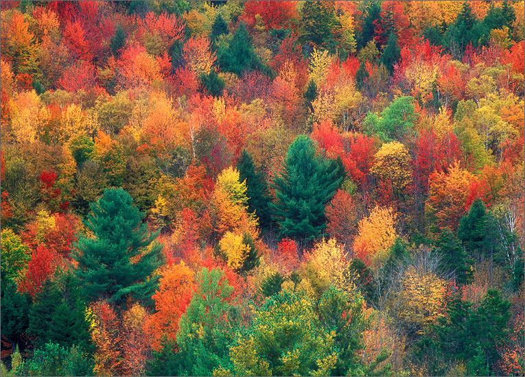 Vermont, autumn, trees, foliage