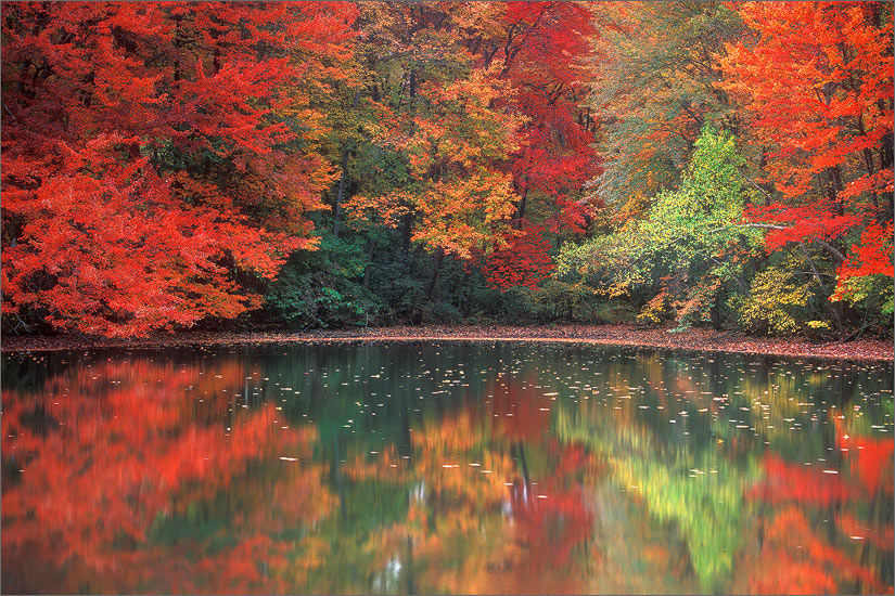 A pond in Amherst that always comes alive with amazing color in the fall.  Film -fuji velvia 50