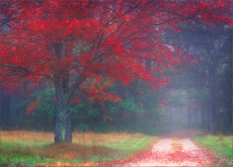 A composition I notices one summer day and decided to revisit one foggy autumn morning.  Film - fuji velvia 50