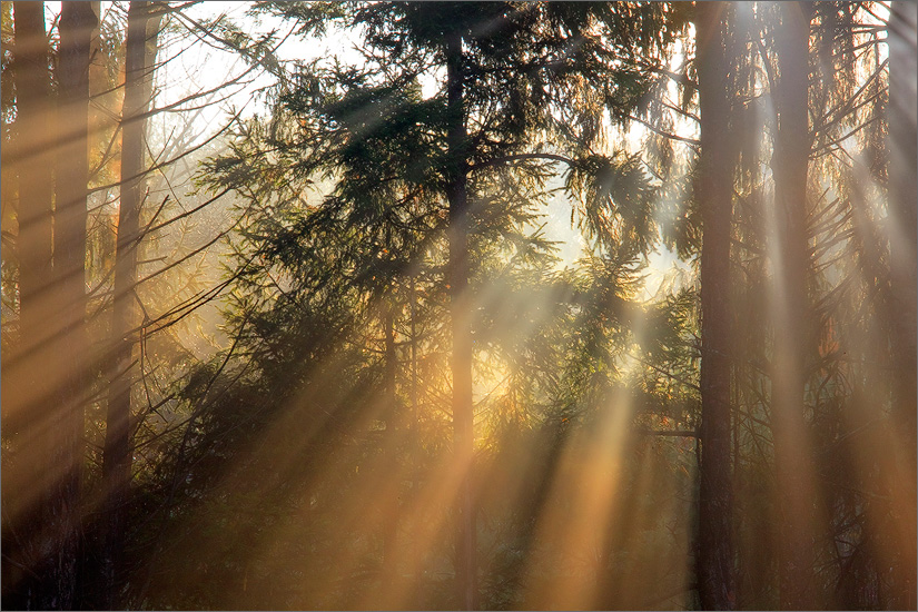 Forest, sun rays, quabbin reservoir, Massachusetts,