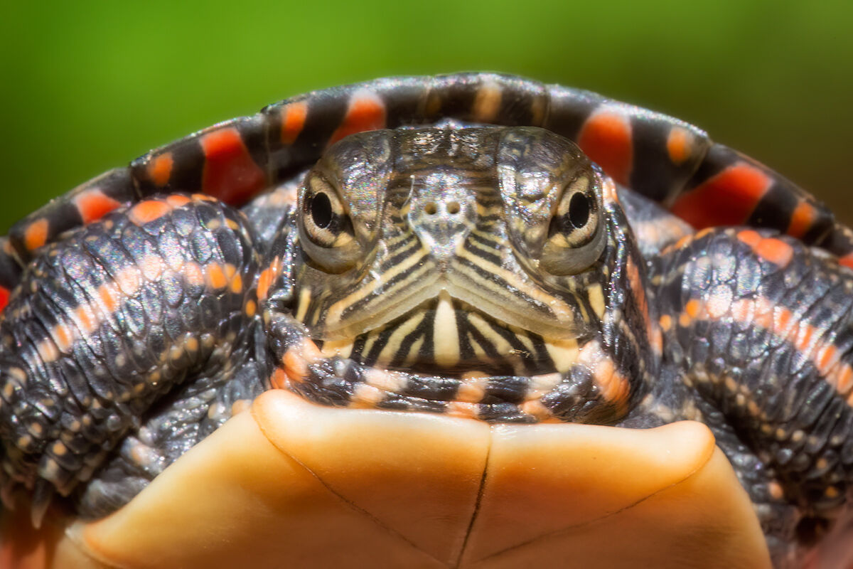 eastern painted turtle, massachusetts, baby turtle, red