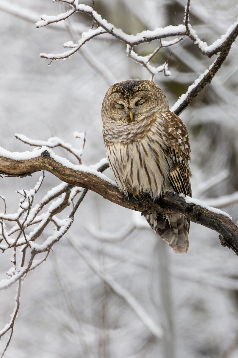 barred owl, sleeping, massachusetts, winter