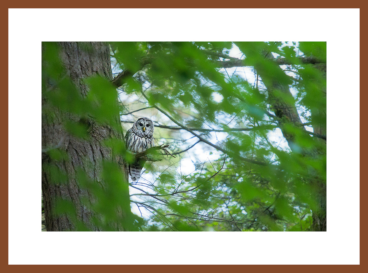 MATTED AND FRAMED PRINT - CHERRY FRAME print preview