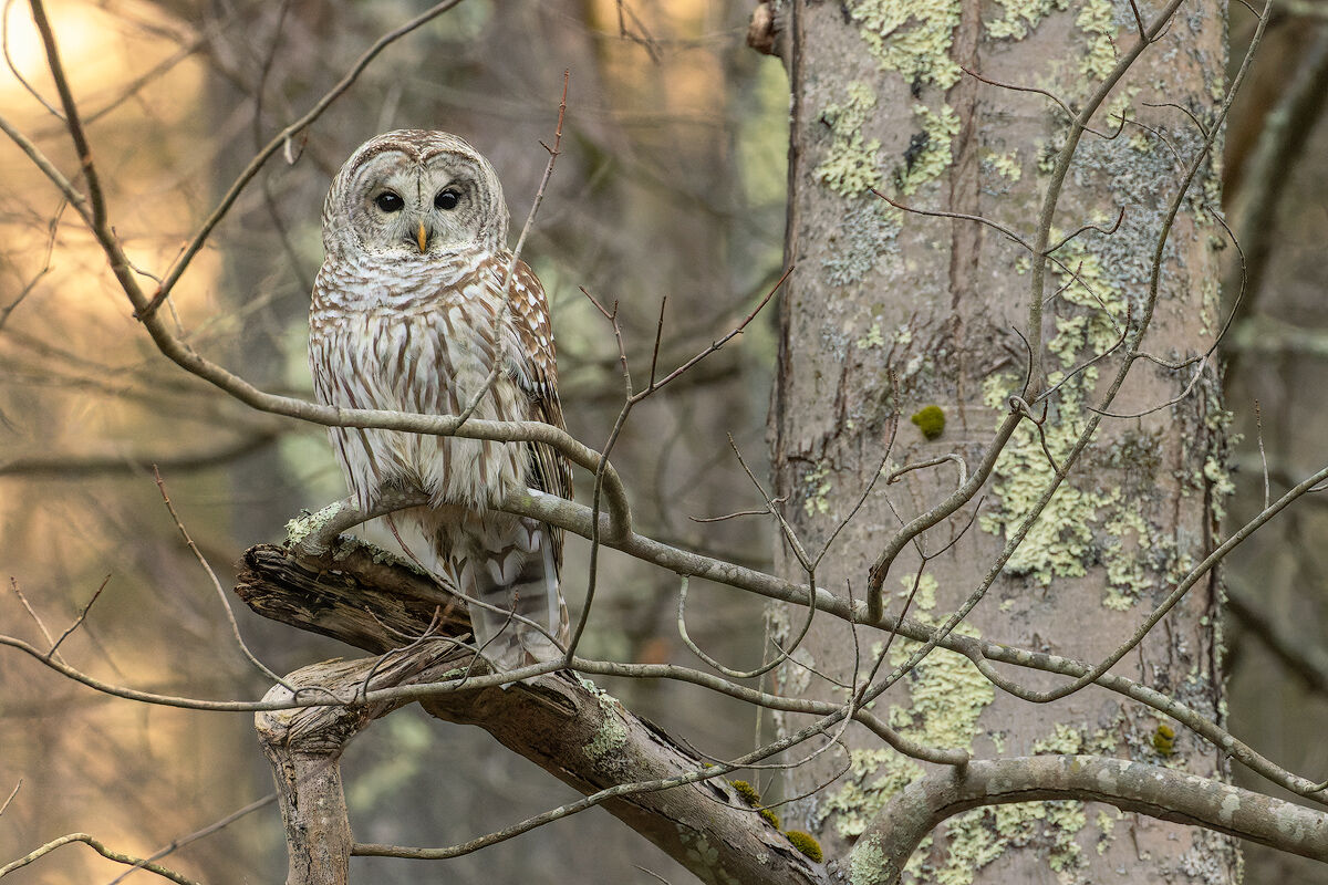 barred owl, sunset, forest, massachusetts