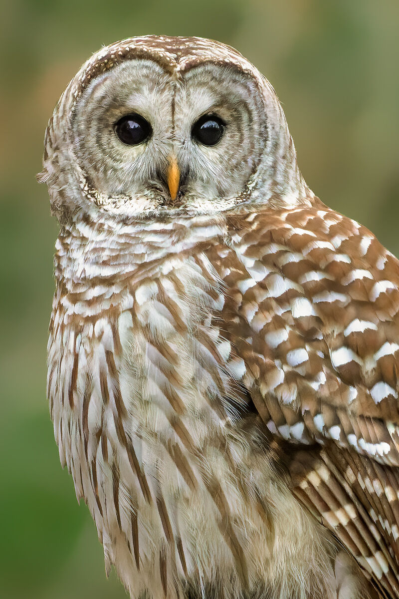 barred owl, massachusetts