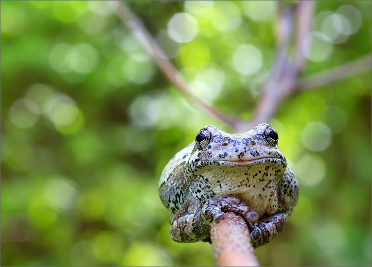 treefrog, gray treefrog, amphibian, hyla versicolor, bokeh, frog