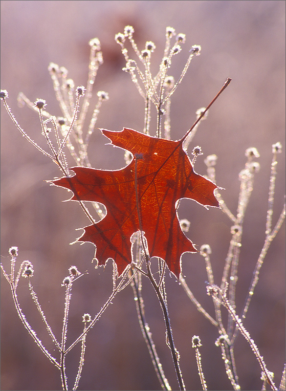 Frost, leaf, winter