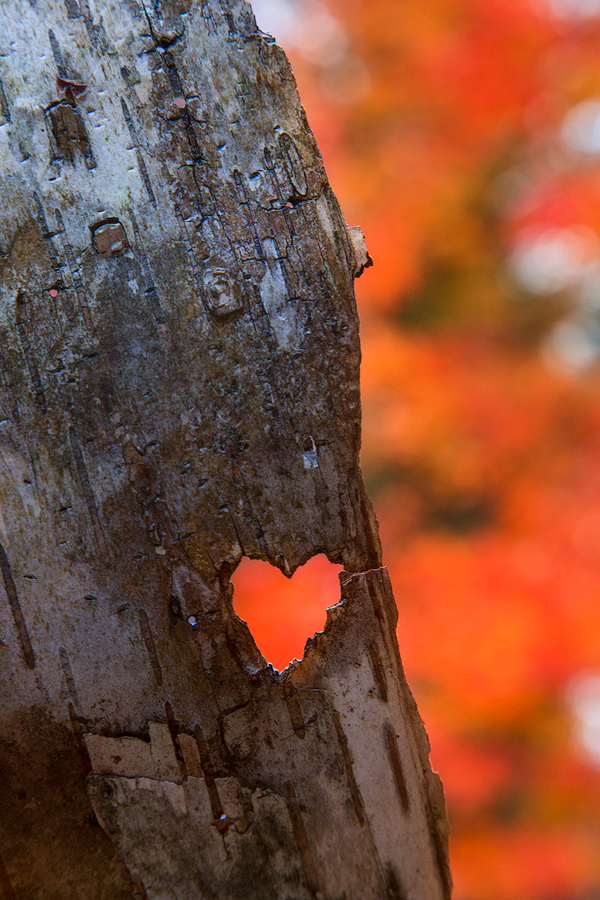found love, found hearts, valentines day, patrick zephyr, autumn love