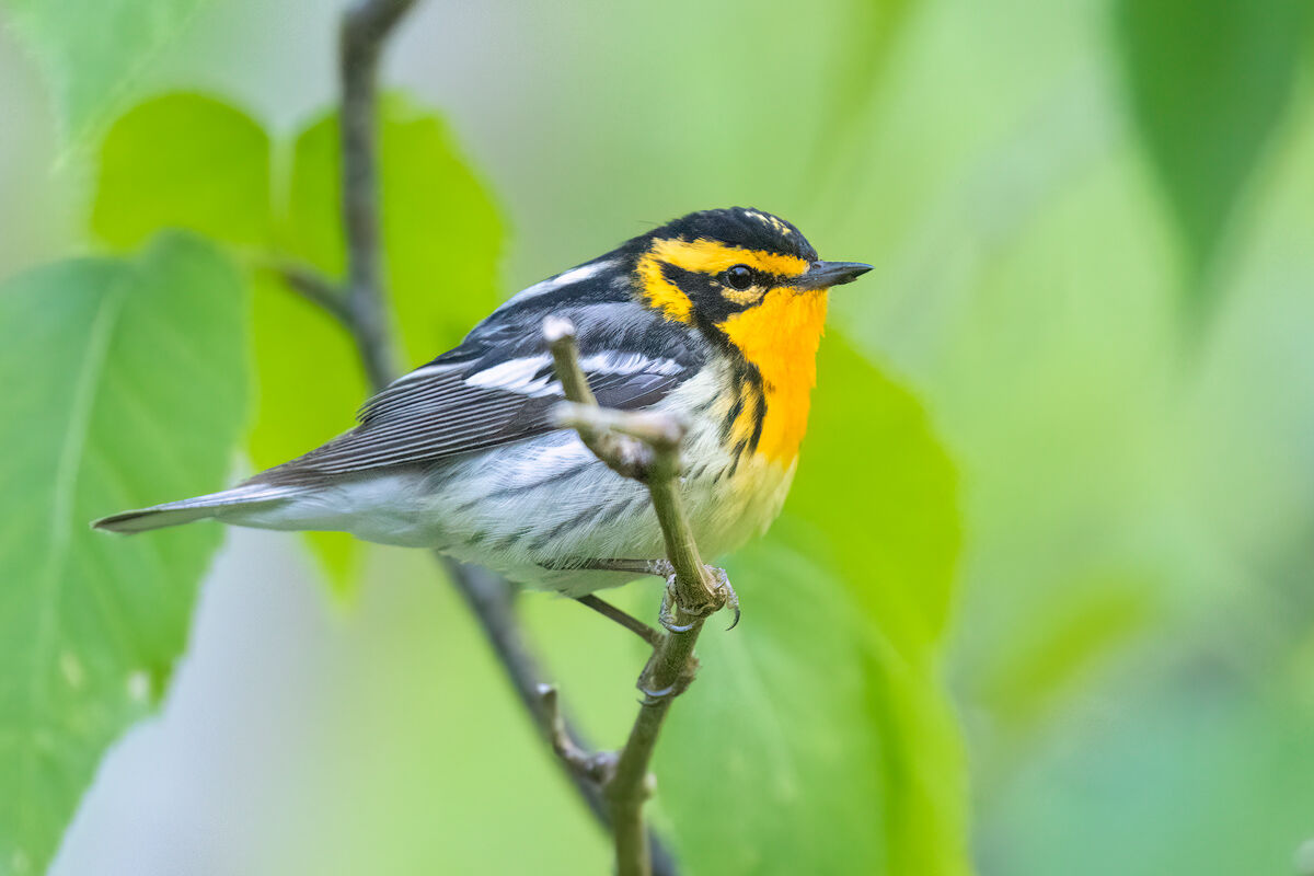 Setophaga fusca
