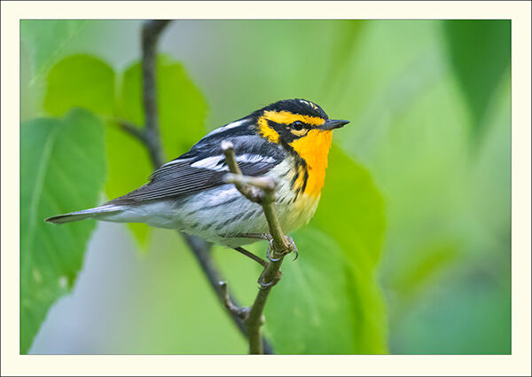 Blackburnian Warbler | Patrick Zephyr Photography