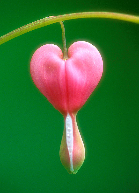 Bleeding heart, flower, pink