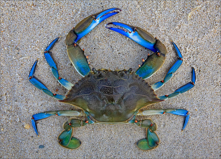 Blue crab, sand