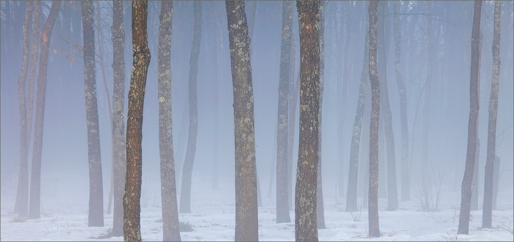 Fog, trees, Amherst, Massachusetts, blue