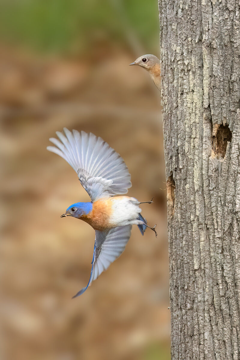 Eastern Bluebirds | Belchertown, MA | Patrick Zephyr Photography