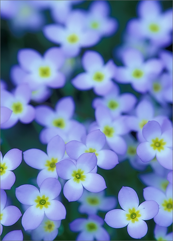 Bluets, flower