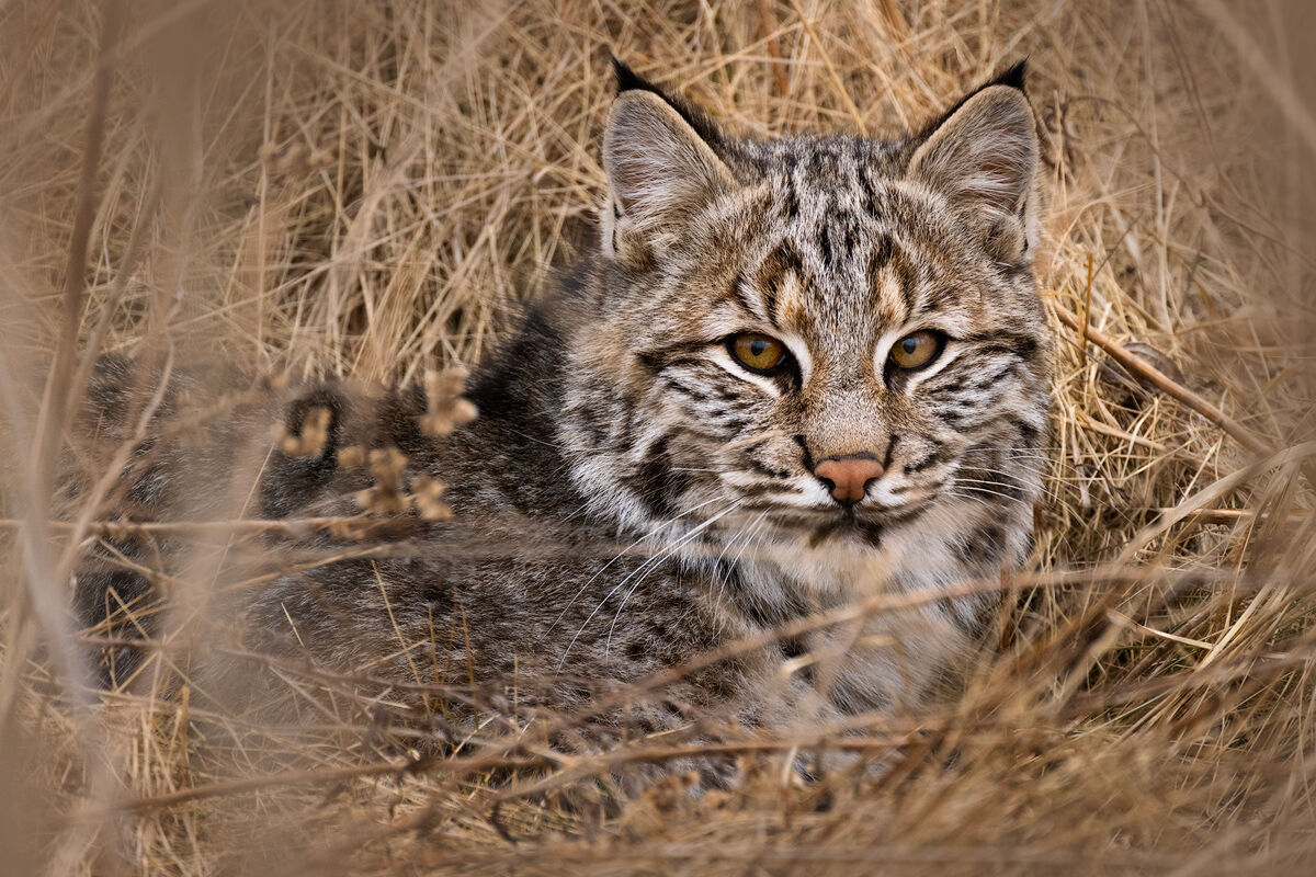 I recently had my closest and longest encounter with a wild bobcat!!! What a beautiful creature! He was very camouflaged  and...
