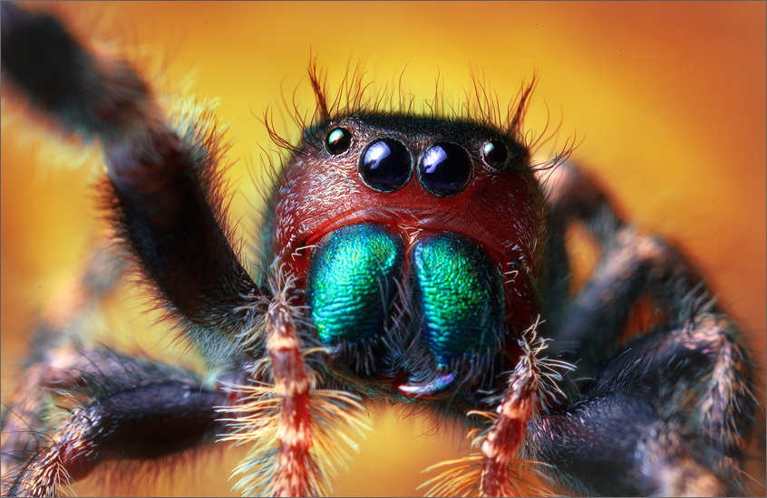 bold jumper, phidippus audax, spider, salticidae, jumping spider