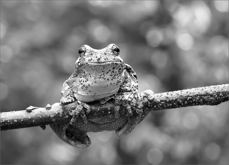 Tree frog, gray tree frog, hyla versicolor, amphibian, frog