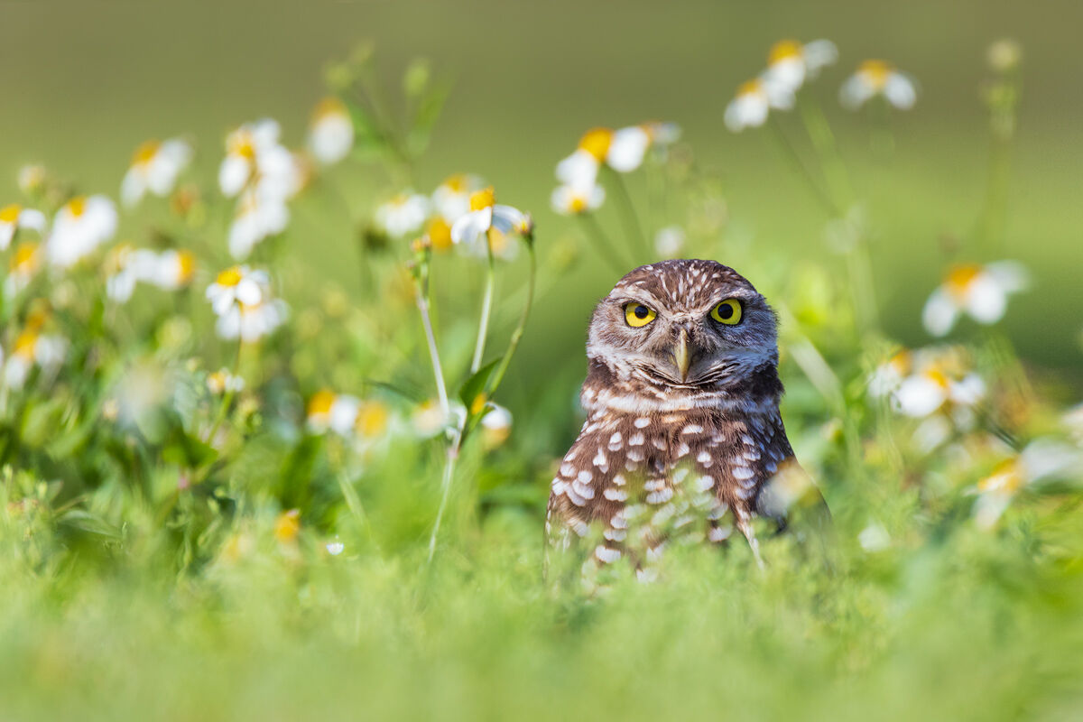 Athene cunicularia