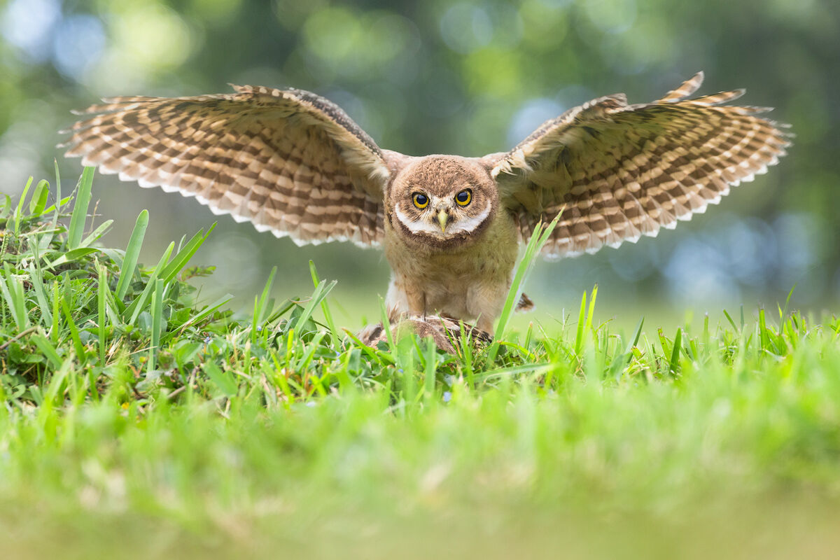 burrowing owl, flight, wings, Florida