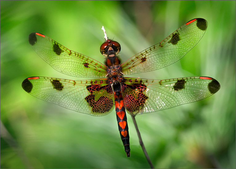 One of my favorite local dragonflies! This is a male I found in the Quabbin Reservoir one warm summer morning. It's not uncommon...