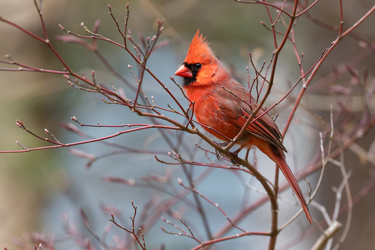 Cardinalis cardinalis