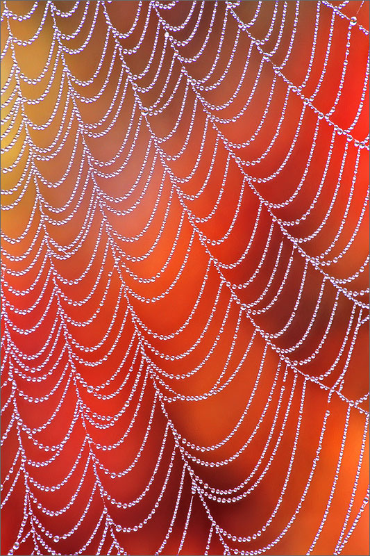 Dew, autumn, spiderweb
