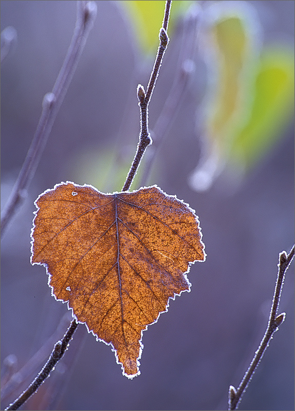 Frost, leaf,