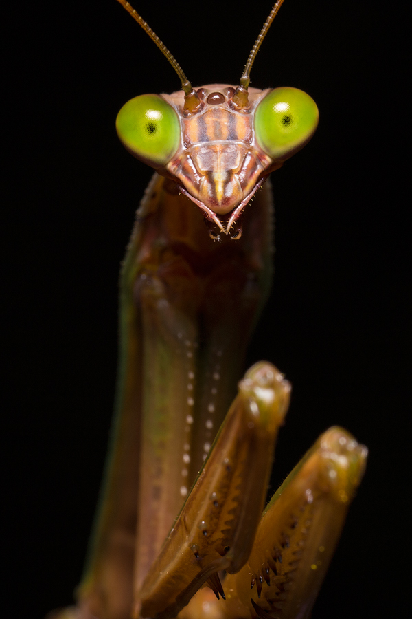 insect, praying mantis, chinese mantis, portrait, patrick zephyr, massachusetts