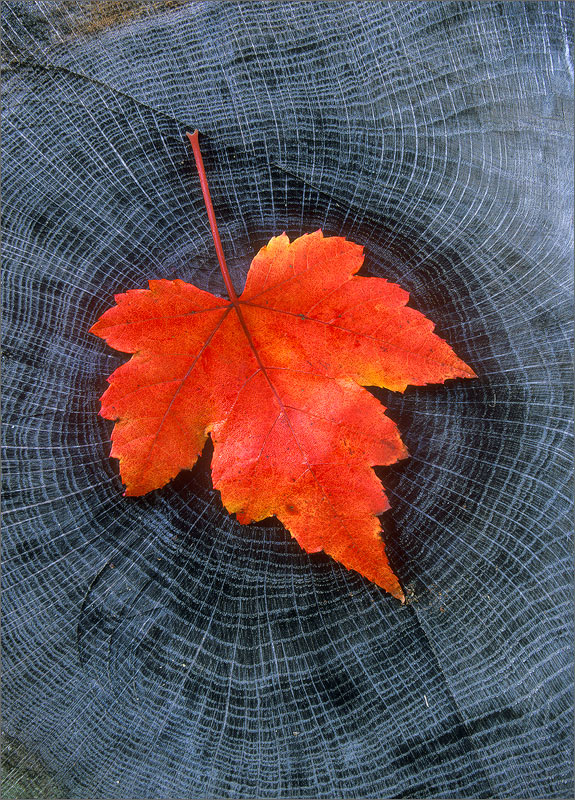 Red maple, leaf