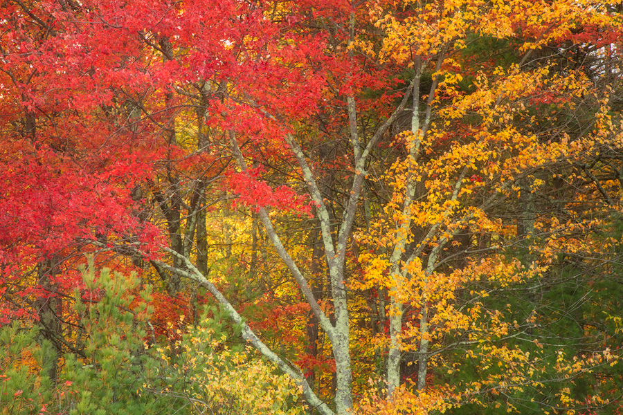 autumn, Quabbin Reservoir, Massachusetts, patrick zephyr, trees, red, forest
